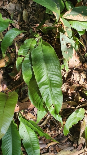 Tectaria singaporiana (Tectaria singaporiana)
