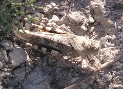 Bryodemella tuberculata