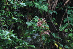 Callerya dielsiana