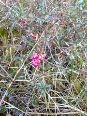 Gaultheria macrostigma