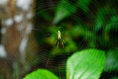 Leucauge