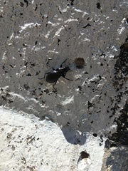 Carabus cicatricosus