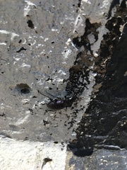 Carabus cicatricosus