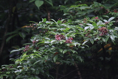 Callerya dielsiana