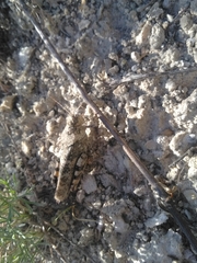 Bryodemella tuberculata