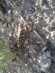 Bryodemella tuberculata