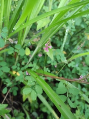 Indigofera bungeana