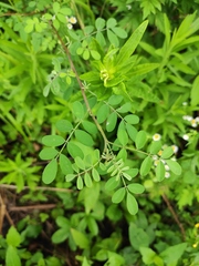 Indigofera bungeana
