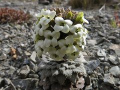 Notothlaspi rosulatum