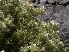 Hecastocleis shockleyi