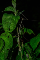 Phasmida
