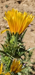 Scolymus grandiflorus