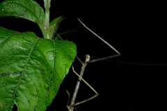 Phasmida