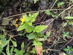 Lysimachia christinae