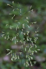 Festuca altissima