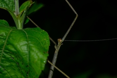 Phasmida