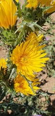 Scolymus grandiflorus