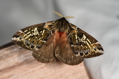 Dirphiopsis epiolina