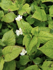 Persicaria runcinata