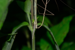 Phasmida