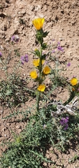 Scolymus grandiflorus
