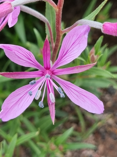 Chamaenerion colchicum