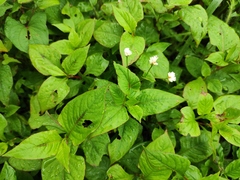 Persicaria runcinata