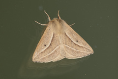 Cinommata bistrigata