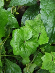Hydrocotyle nepalensis
