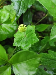 Hydrocotyle nepalensis