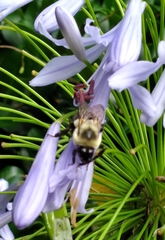 Bombus impatiens image