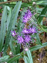Saussurea angustifolia