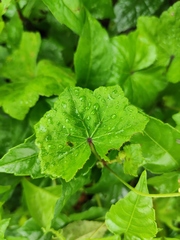 Hydrocotyle nepalensis