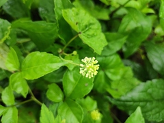 Hydrocotyle nepalensis