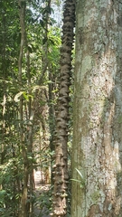 Mezoneuron sumatranum