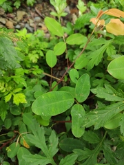 Grona heterocarpos