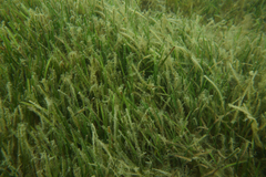 Zostera