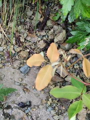 Grona heterocarpos