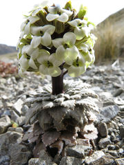 Notothlaspi rosulatum