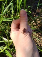 Hylobius transversovittatus