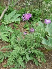 Psephellus salviifolius