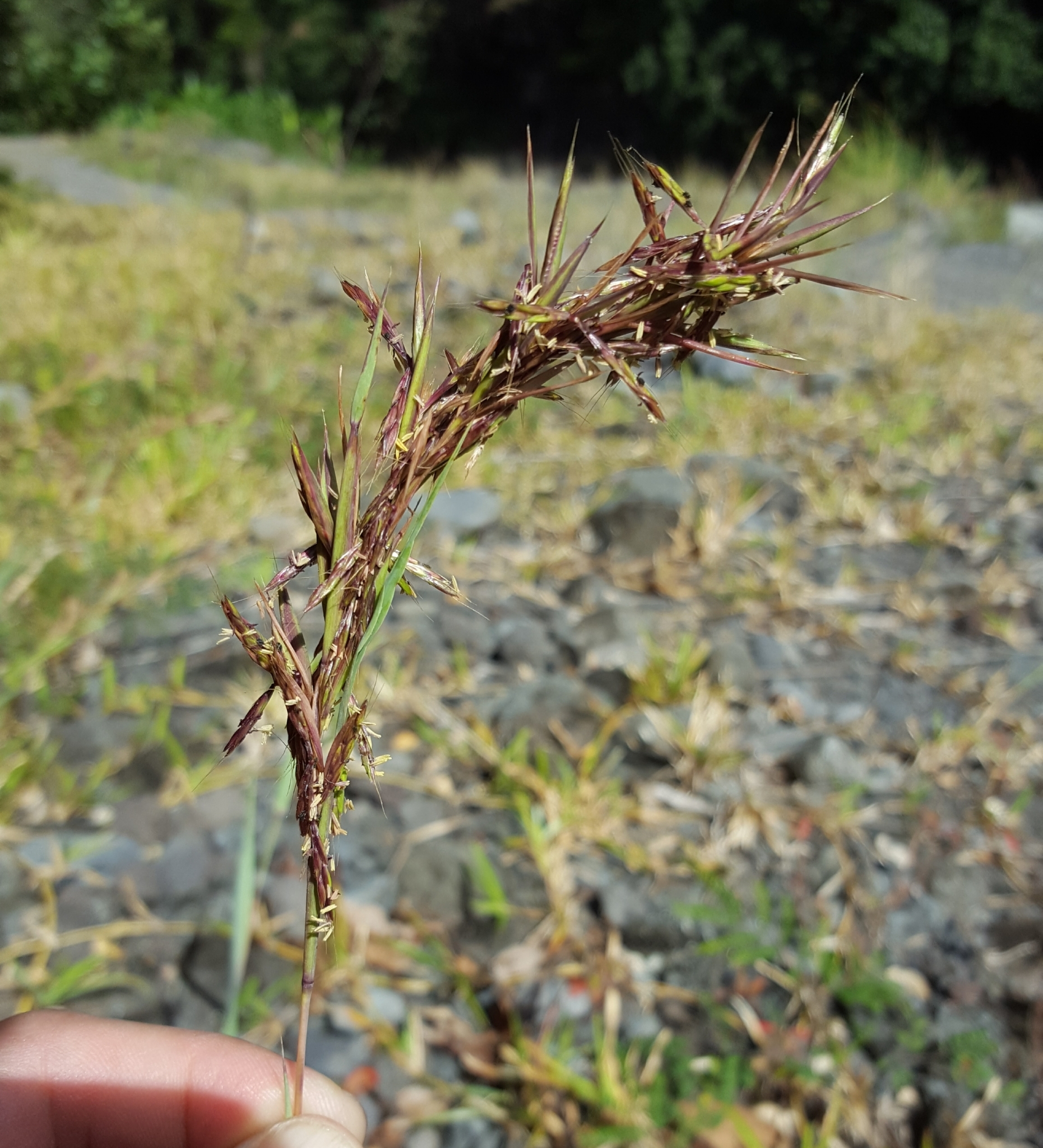 (c) François Rousseu, certains droits réservés (CC BY-NC) https://www.inaturalist.org/observations/86161709