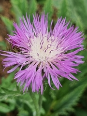 Psephellus salviifolius