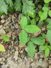 Grona heterocarpos