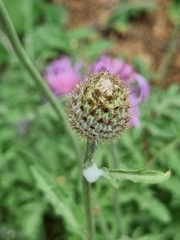 Psephellus salviifolius