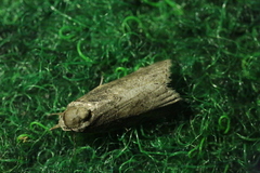 Nycteola asiatica