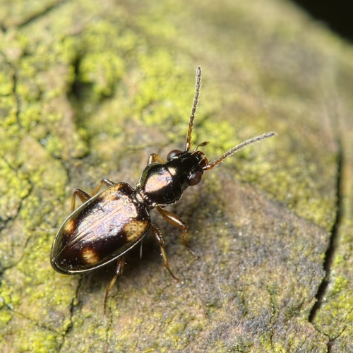 Garden Bembidion Beetle