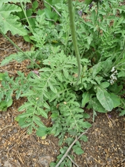 Psephellus salviifolius