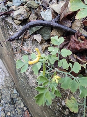 Corydalis pallida