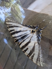 Iphiclides feisthamelii